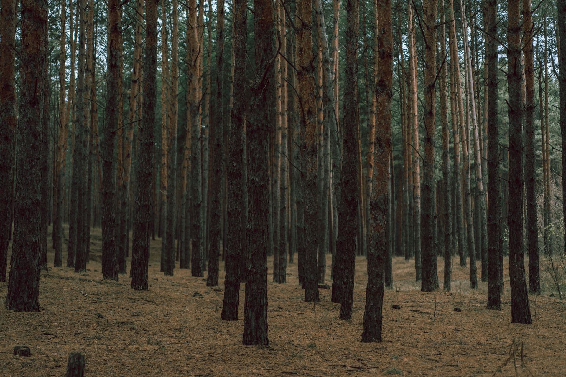 A dense stand of tall pine trees over a floor of rust-coloured fallen needles — backdrop for the feature film Guei